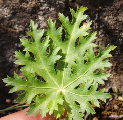 Dracosciadium saniculifolium
