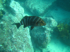 Chirodactylus spectabilis