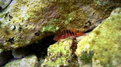 Hypoplectrodes maccullochi