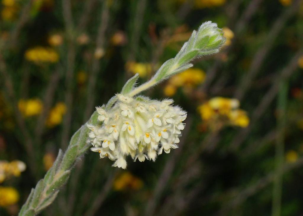Woolly Rice-flower