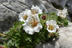 Potentilla clusiana