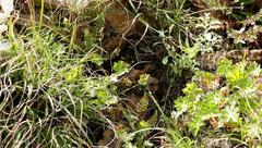 Dracosciadium saniculifolium