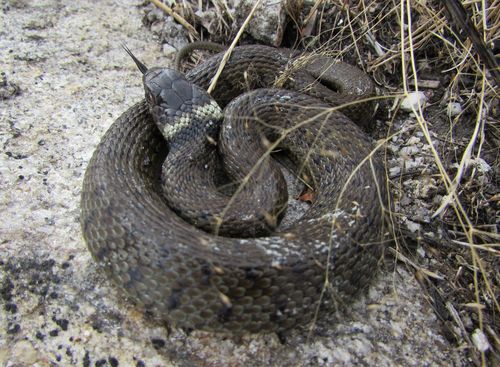 Photo of a Iberian Grass Snake (Natrix astreptophora)