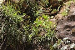 Dracosciadium saniculifolium