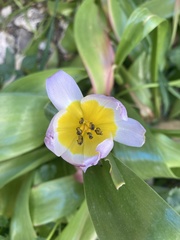 Tulipa saxatilis