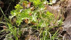 Dracosciadium saniculifolium