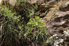Dracosciadium saniculifolium