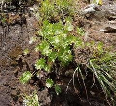 Dracosciadium saniculifolium