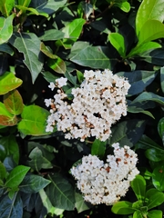 Viburnum tinus