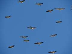 Pelecanus onocrotalus