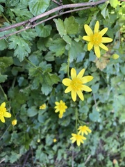 Ficaria verna