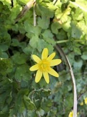 Ficaria verna