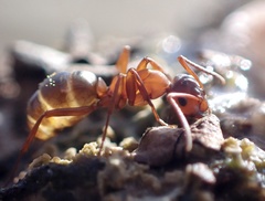 Formica sanguinea