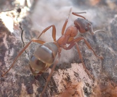 Formica sanguinea