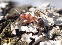 Formica sanguinea
