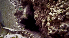 Abudefduf whitleyi
