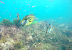 Meuschenia hippocrepis
