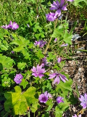 Malva sylvestris