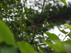 Sympetrum cordulegaster