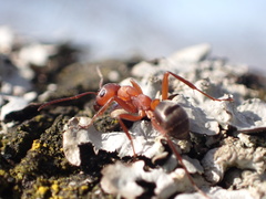 Formica sanguinea