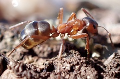 Formica sanguinea