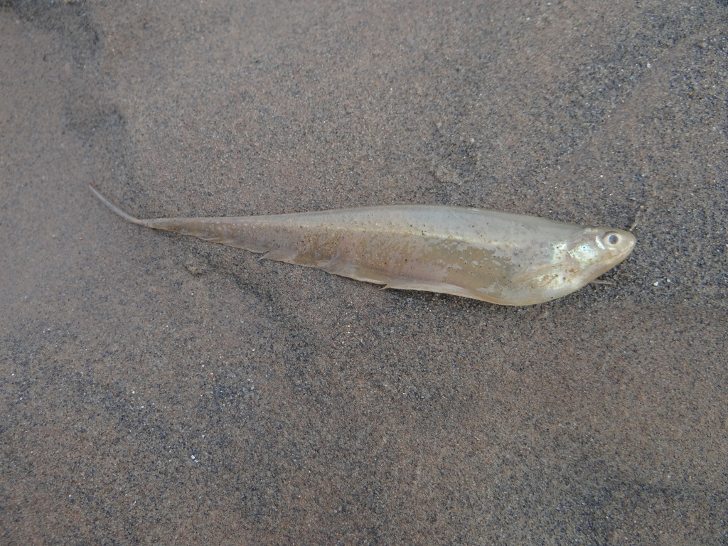 Eigenmannia macrops