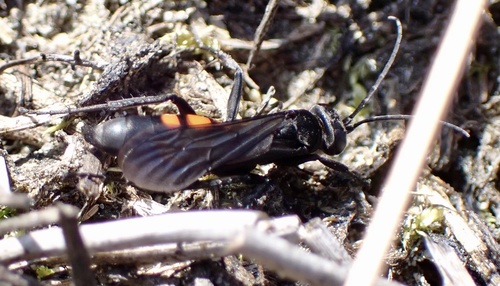 Black-banded Spider Wasp, Loonse and Drunense Dunes National Park, Drunen, North Brabant, NL, photo 8 of 10