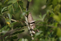 Schistocerca impleta