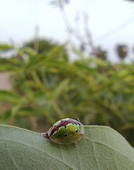 Chiridopsis