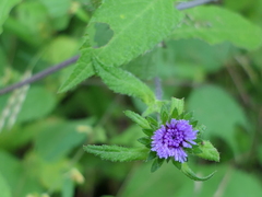 Phyllocephalum scabridum