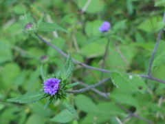 Phyllocephalum scabridum