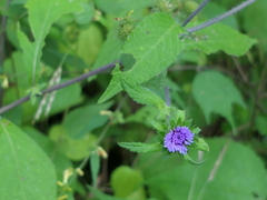 Phyllocephalum scabridum