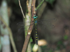Polycanthagyna ornithocephala