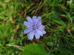 Cichorium intybus