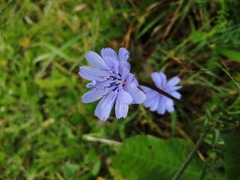 Cichorium intybus