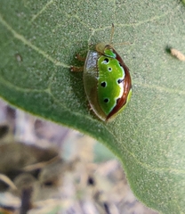 Chiridopsis