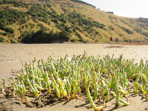 Glasswort