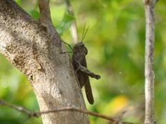 Abisares viridipennis