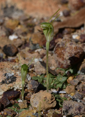 Pterostylis setulosa