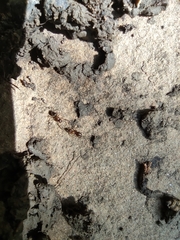 Nylanderia jaegerskioeldi