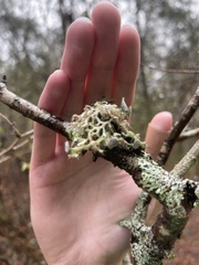 Heterodermia echinata