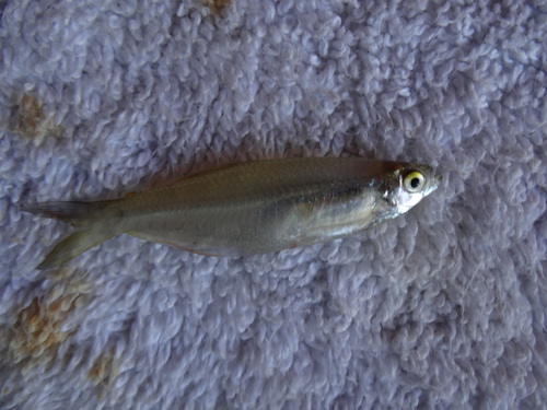 Glass bloodfin (Prionobrama filigera) — Characidae — 2
