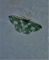 Rhodesia viridalbata