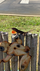 Anolis sagrei