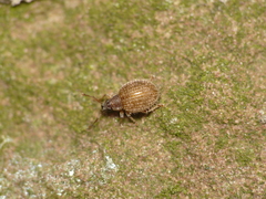 Brachysomus echinatus