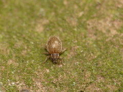 Brachysomus echinatus