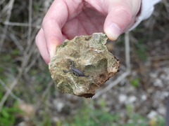 Iomachus politus