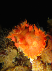 Plocamopherus imperialis