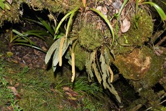 Elaphoglossum splendens