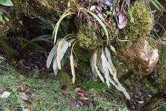 Elaphoglossum splendens